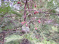 Cephalotaxus fortunei