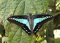 Common bluebottle (Graphium sarpedon)