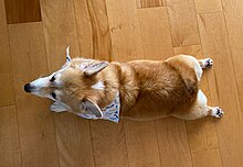 A red and white Pembroke Welsh Corgi lying on the floor wearing a bandana. The traditional "fairy saddle" pattern of fur is visible on the Corgi's back.