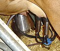 A milking machine has cups which fit onto the cow's teats and suck the milk through tubes to a large container.