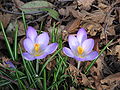 Crocus vernus