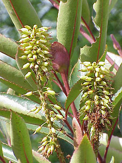 Kunonian (Cunonia capensis) hedelmiä.