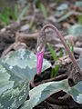 Cyclamen pseudibericum bud