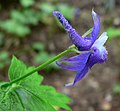 Delphinium bakeri