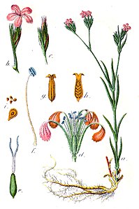 Jacob W Sturm: Deutschlands Flora in Abbildungen. 1796