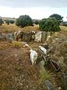 Yacimiento "Dolmen del Terriñuelo"