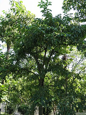 Ehretia acuminata