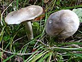 Entoloma clypeatum