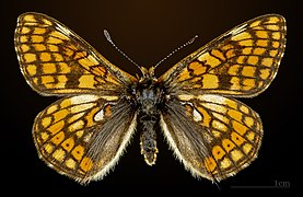 Female dorsal view