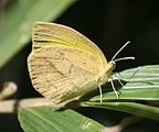 ツマグロキチョウ Eurema laeta