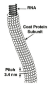 Schemazeichnung eines Partikel­fragments der Gat­tung Capillo­virus, Fam. Beta­flexi­viridae