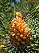 Inflorescencia masculina, en Queixas, Cerceda.