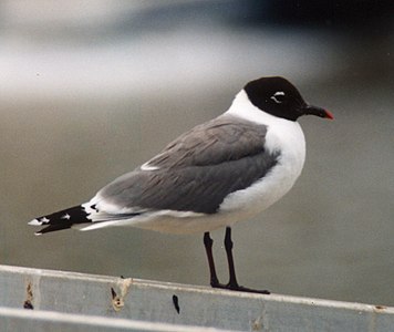 Gaviota de Franklin (Larus pipixcan)