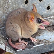 Brown opossum