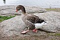 A Domestic Goose in Washington, USA