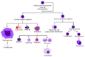 Hematopoiesis