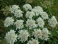 Inflorescence de Berce commune