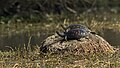 With yellow spots & blotches at Sulthanpur National Park