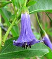 Iochroma australe