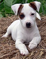 A smooth-coated Jack Russell terrier puppy