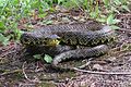 The woodlands are home to several kinds of snakes, including some large poisonous types. (here Yellow-speckled pit viper)