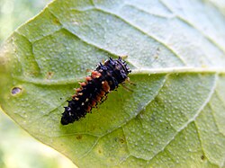 Ladybeetle larvae