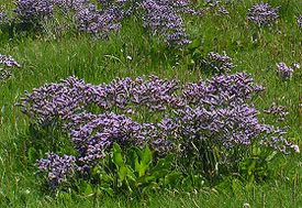 Limonium vulgare