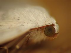 Close-up on the eye