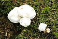 Leucocybe connata sin. Clitocybe connata, Lyophyllum connatum