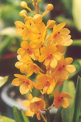 Ascocentrum miniatum