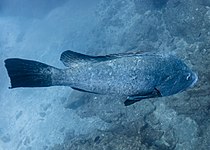 هامور هامشي (الاسم العلمي: Epinephelus marginatus)