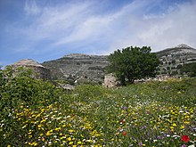 photographie couleurs : une prairie fleurie au pied d'un montagne