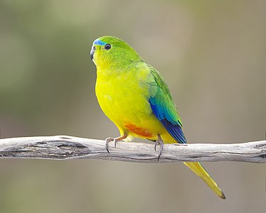 Orange-bellied parrot, male, by JJ Harrison