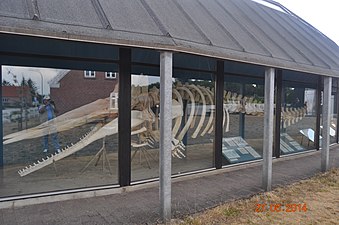 Whale house exhibit