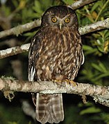 Ninox novaeseelandiae