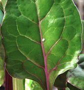 Two eggs laid on underside of chard leaf