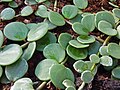 Peperomia rotundifolia