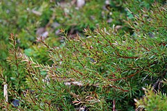 Description de l'image Persoonia oxycoccoides.jpg.