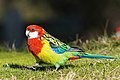 Eastern Rosella (female)