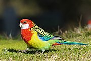 A red parrot with a yellow belly, black wings with yellow-tipped feathers, blue-tipped wings, blue tail, and a white chin