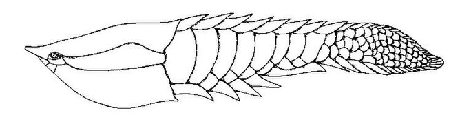 Poraspis, un genre de poisson blindé sans mâchoire du Silurien supérieur du Canada, de la Norvège et des États-Unis.