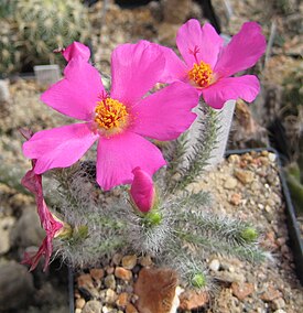 Portulaca eruca