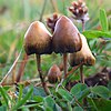 Some brownish mushroom growing in a field