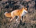 Vulpes