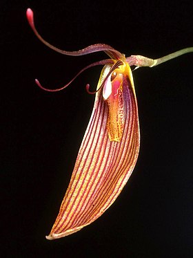 Restrepia antennifera