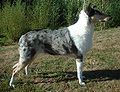 Smooth Collie merle