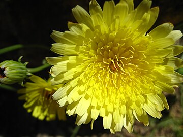 Flower close-up