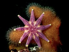 Solaster endeca