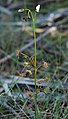 Drosera peltata subsp. auriculata