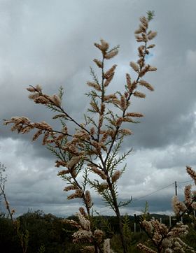 Tamarix africana no Algarve, em Portugal